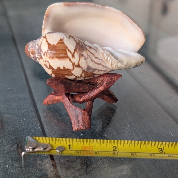 Noble Volute Seashell on Wooden Stand - Picture 4 of 4
